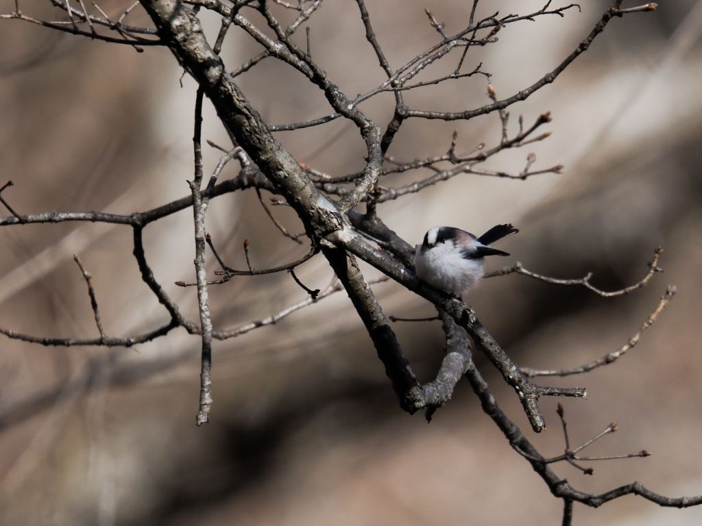 超望遠レンズ「OM SYSTEM M.ZUIKO DIGITAL ED 150-600mm F5.0-6.3 IS」はじめての野鳥撮影体験レビュー!【PR