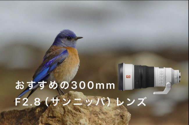 300mm F2.8（サンニッパ）レンズのおすすめ3選を紹介！