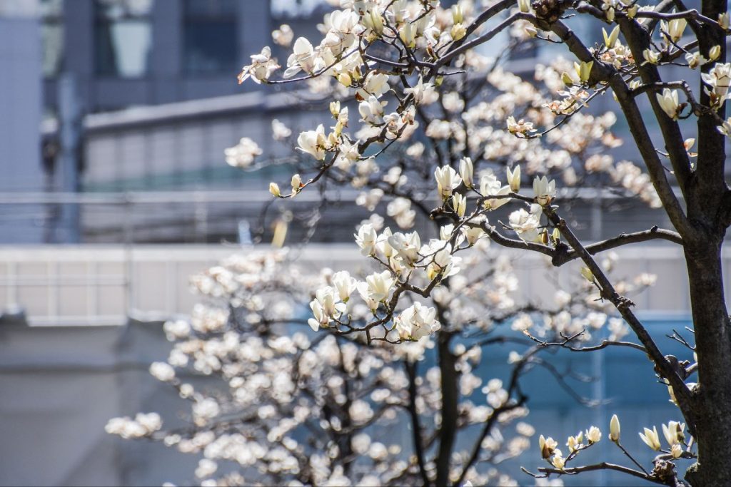 Nikon D7500 + 18-400mm F/3.5-6.3 Di II VC HLD 実写レビュー!使ってみたら人気の理由に納得した!