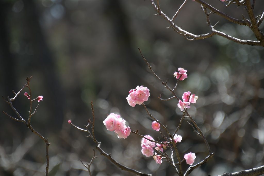 Nikon D7500 + 18-400mm F/3.5-6.3 Di II VC HLD 実写レビュー!使ってみたら人気の理由に納得した!