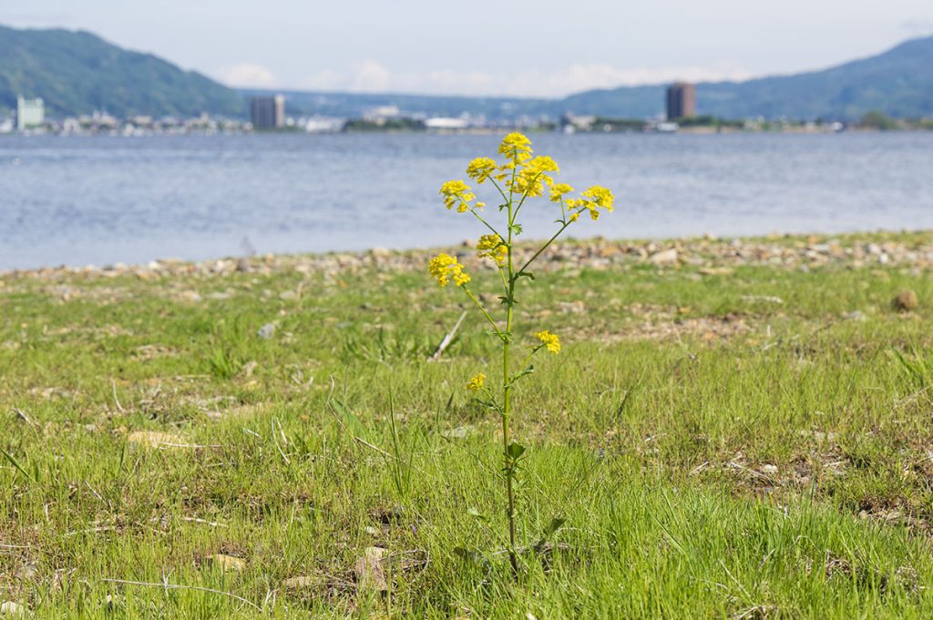 圧縮効果1353mm