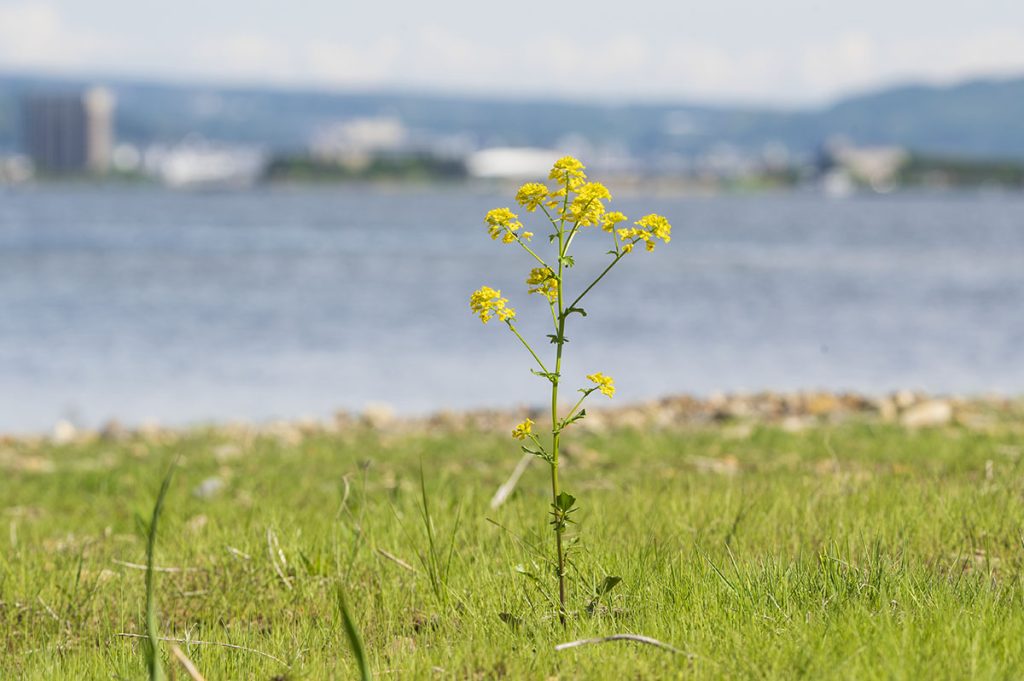 圧縮効果200mm