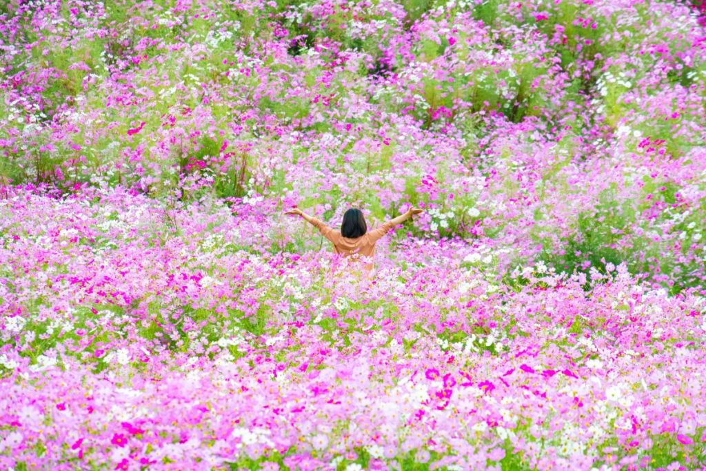 花畑