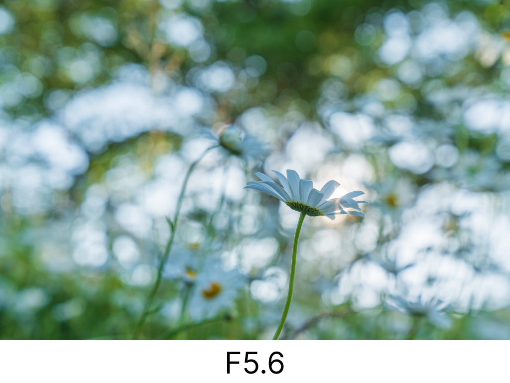 玉ボケF5.6