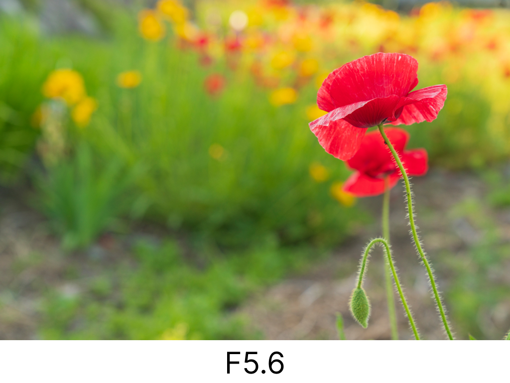 ボケF5.6