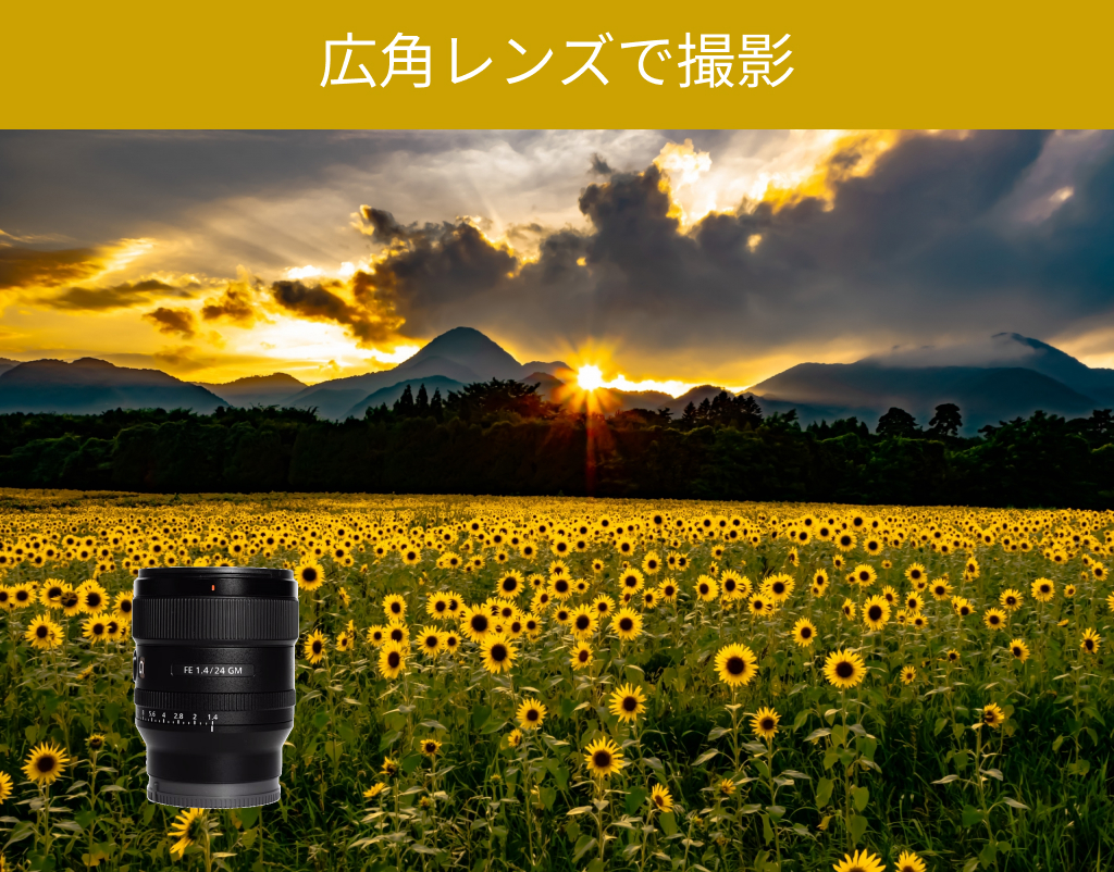 広角レンズで撮影したひまわり畑