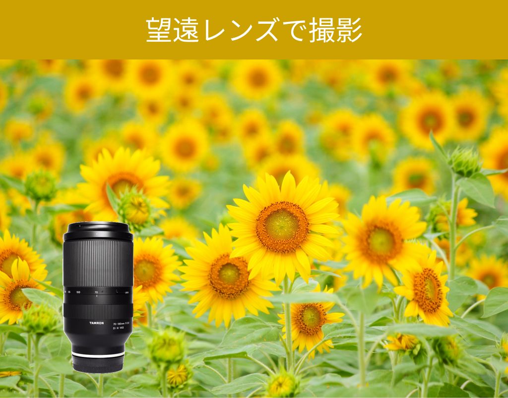 望遠レンズで撮影したひまわり畑