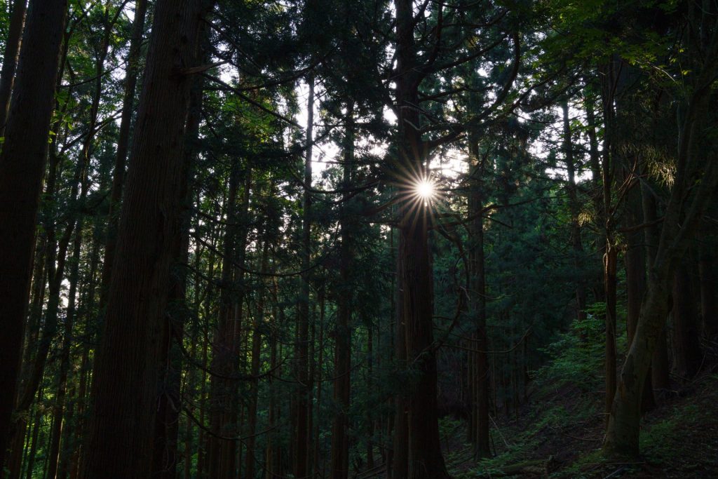 SIGMA 24-70mm F2.8 DG DN II｜Art　実写レビュー！