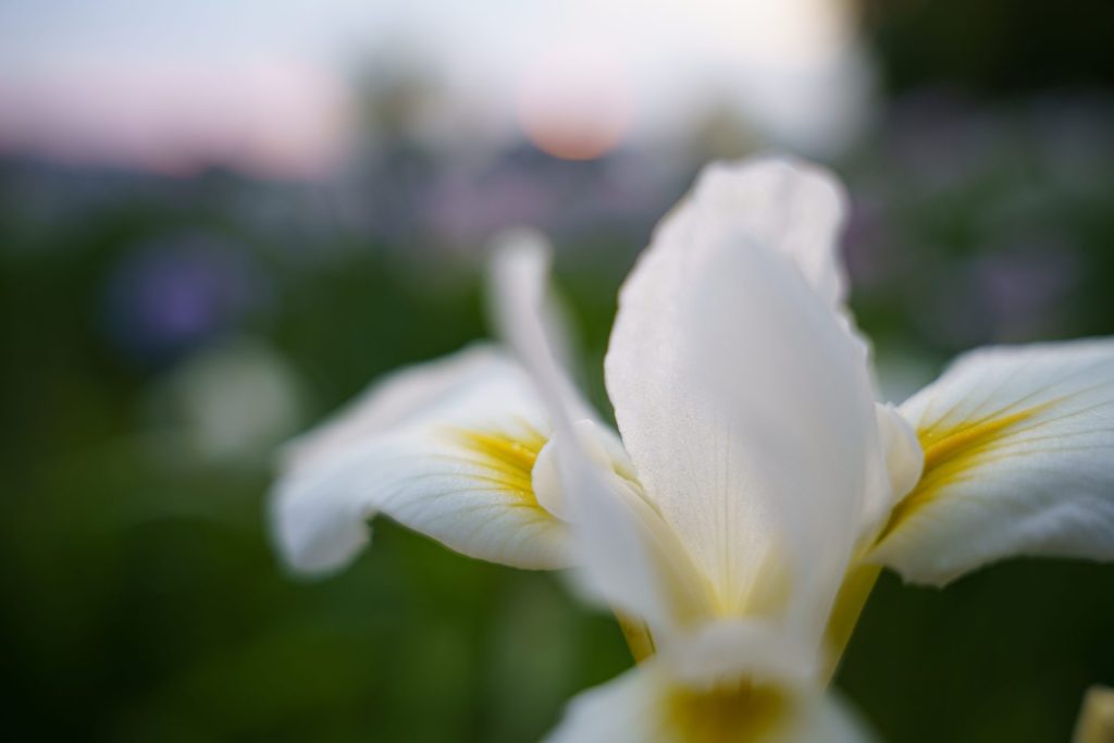 SIGMA 24-70mm F2.8 DG DN II｜Art　実写レビュー！