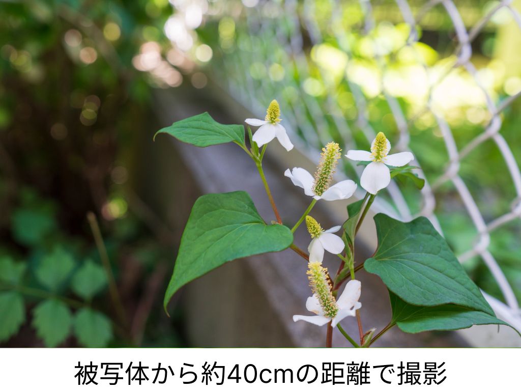 撮影距離とボケ