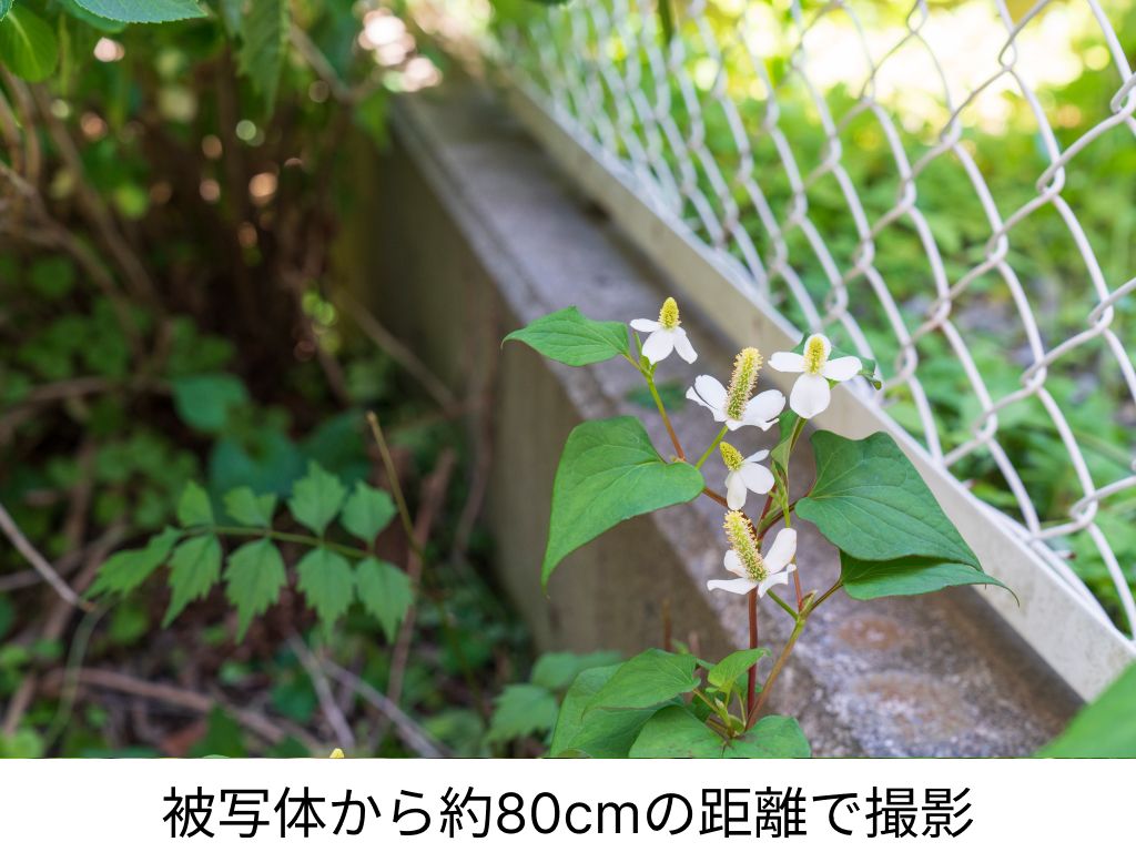 撮影距離とボケ