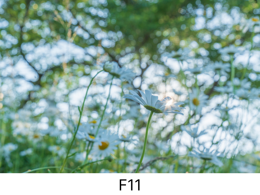 玉ボケF11