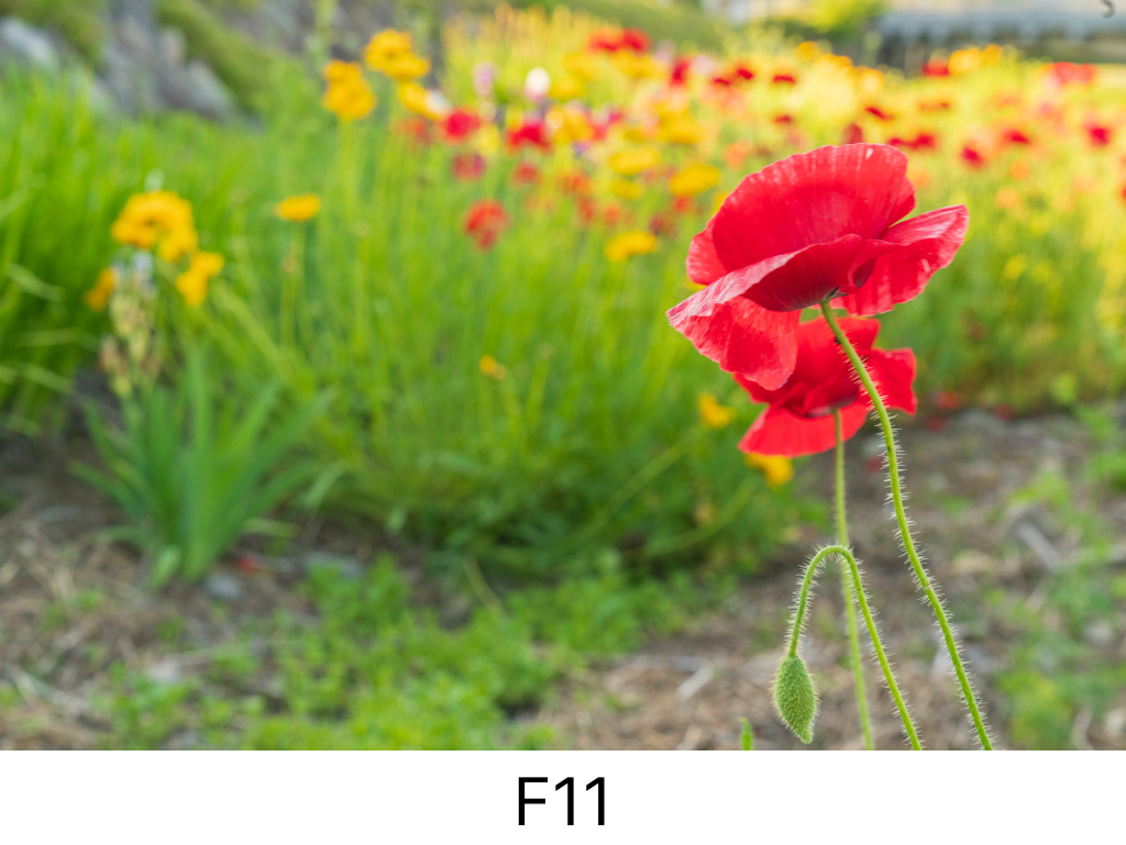ボケF11