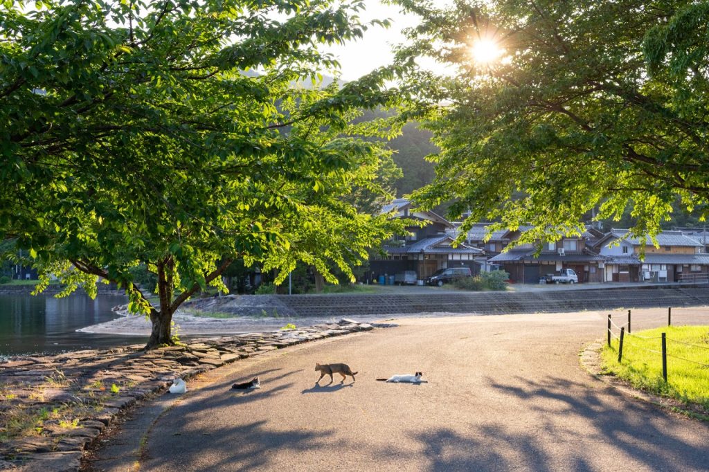 SIGMA 18-50mm F2.8 DC DN | Contemporary（キヤノンRFマウント）実写レビュー！【PR】