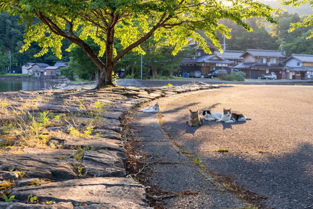 SIGMA 18-50mm F2.8 DC DN | Contemporary（キヤノンRFマウント）実写レビュー！【PR】