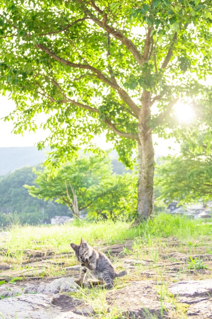 SIGMA 18-50mm F2.8 DC DN | Contemporary（キヤノンRFマウント）実写レビュー！【PR】