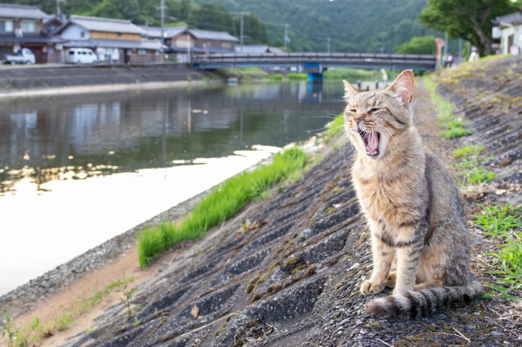SIGMA 18-50mm F2.8 DC DN | Contemporary（キヤノンRFマウント）実写レビュー！【PR】