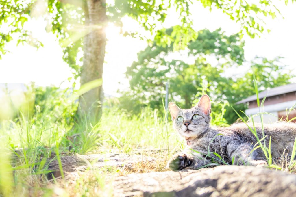 SIGMA 18-50mm F2.8 DC DN | Contemporary（キヤノンRFマウント）実写レビュー！【PR】