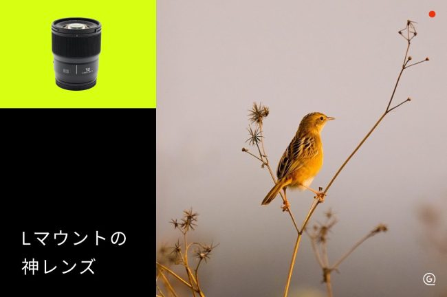 Lマウントの神レンズ9選！被写体別のおすすめと選び方を徹底解説