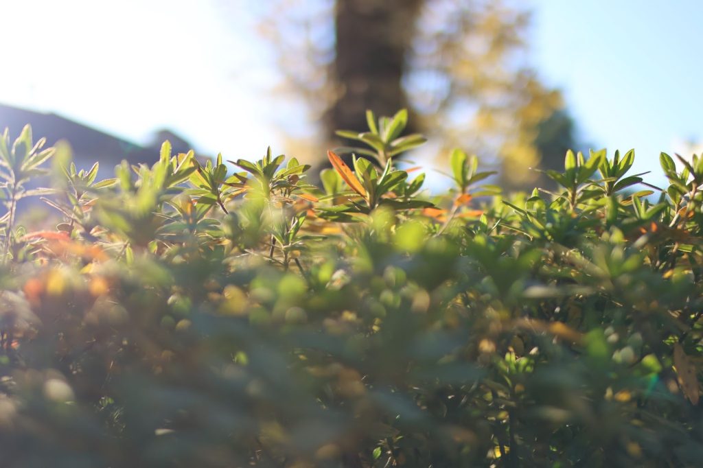 SIGMA 30mm F1.4 DC DN | Contemporary （キヤノンRFマウント）実写レビュー！
