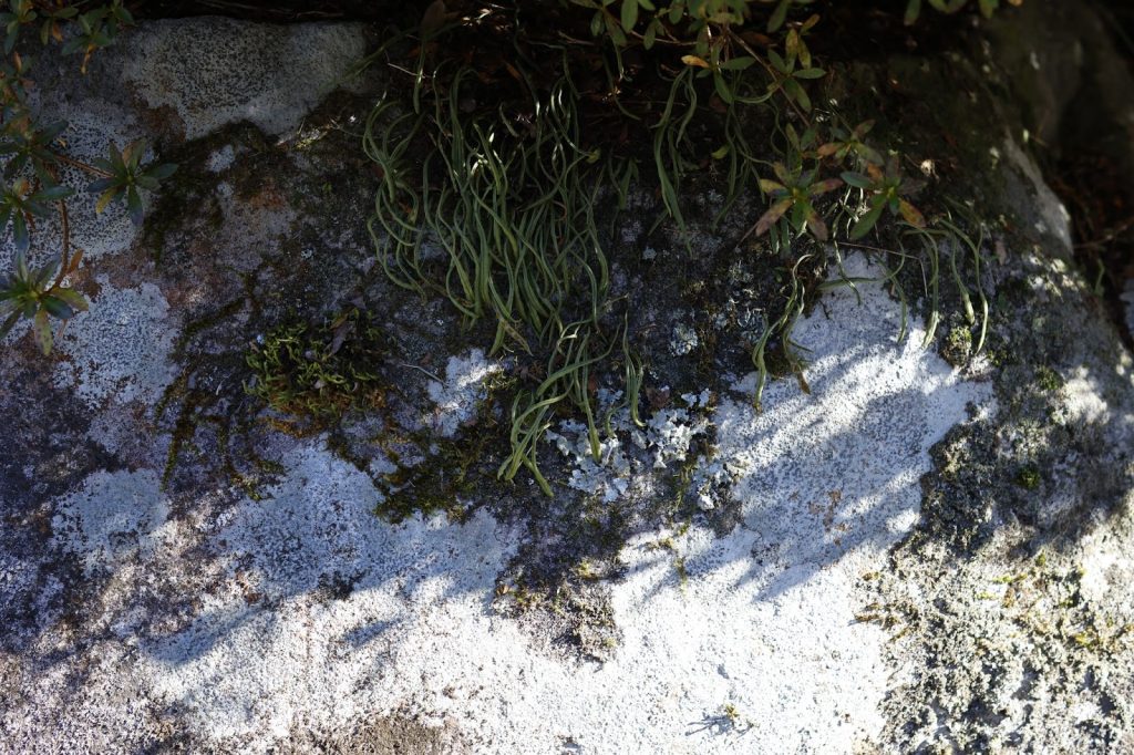 SIGMA 30mm F1.4 DC DN | Contemporary （キヤノンRFマウント）実写レビュー！