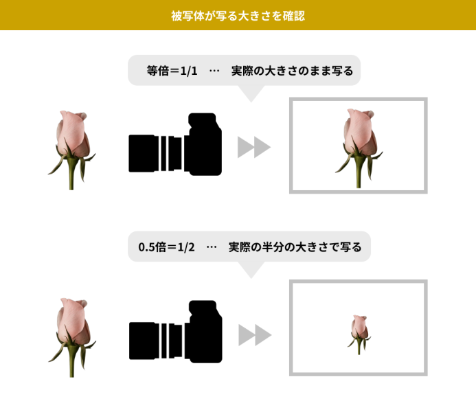 ハーフマクロレンズと等倍マクロレンズの違い