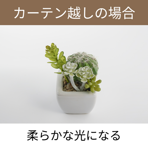 カーテン越しに撮影