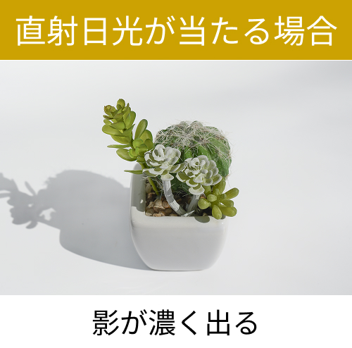 直射日光で撮影