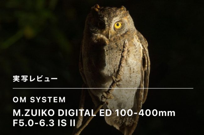 M.ZUIKO DIGITAL ED 100-400mm F5.0-6.3 IS IIレビュー！ 野鳥撮影！