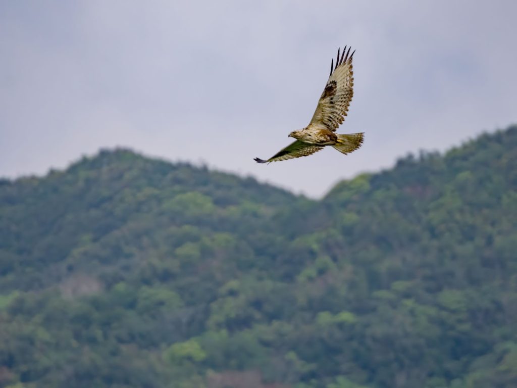 M.ZUIKO DIGITAL ED 100-400mm F5.0-6.3 IS II 野鳥撮影実写レビュー！