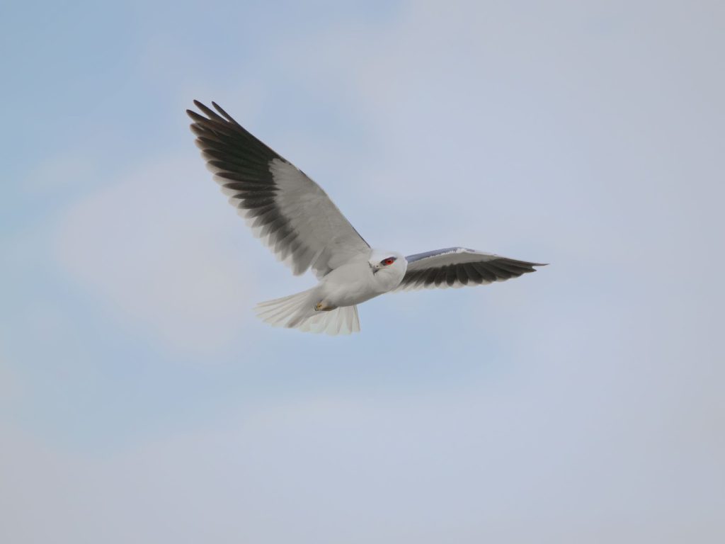 M.ZUIKO DIGITAL ED 100-400mm F5.0-6.3 IS II 野鳥撮影実写レビュー！