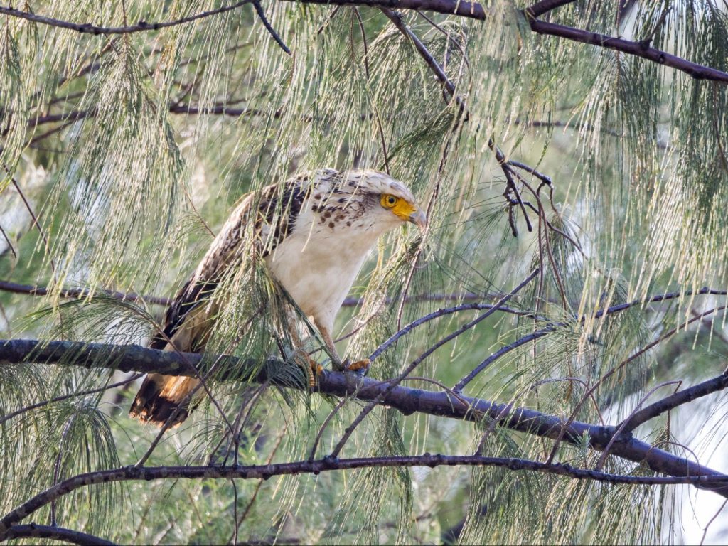 M.ZUIKO DIGITAL ED 100-400mm F5.0-6.3 IS II 野鳥撮影実写レビュー！