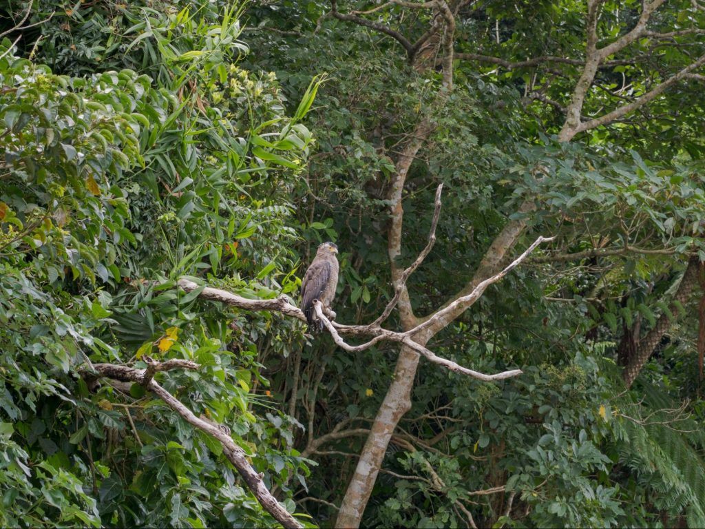 M.ZUIKO DIGITAL ED 100-400mm F5.0-6.3 IS II 野鳥撮影実写レビュー！