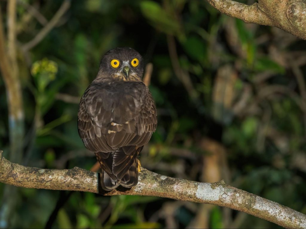M.ZUIKO DIGITAL ED 100-400mm F5.0-6.3 IS II 野鳥撮影実写レビュー！