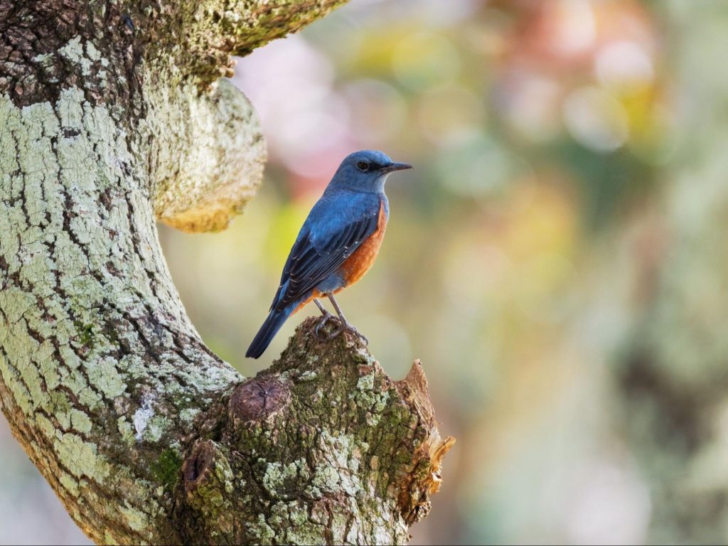 M.ZUIKO DIGITAL ED 100-400mm F5.0-6.3 IS II 野鳥撮影実写レビュー！