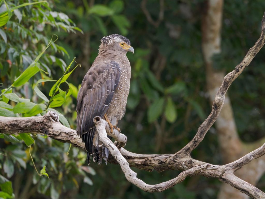 M.ZUIKO DIGITAL ED 100-400mm F5.0-6.3 IS II 野鳥撮影実写レビュー！
