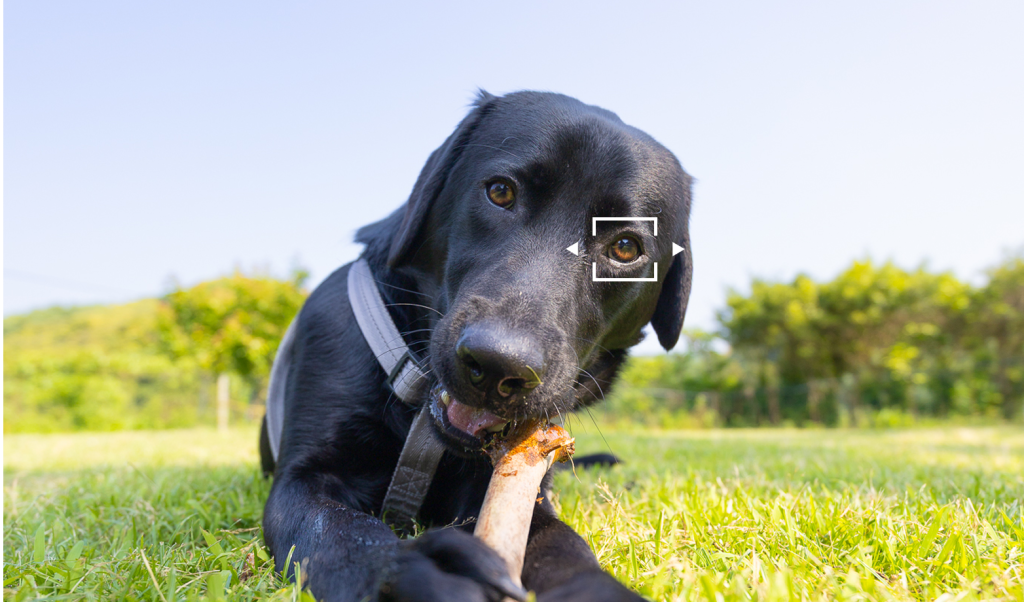 犬にピントを合わせている様子