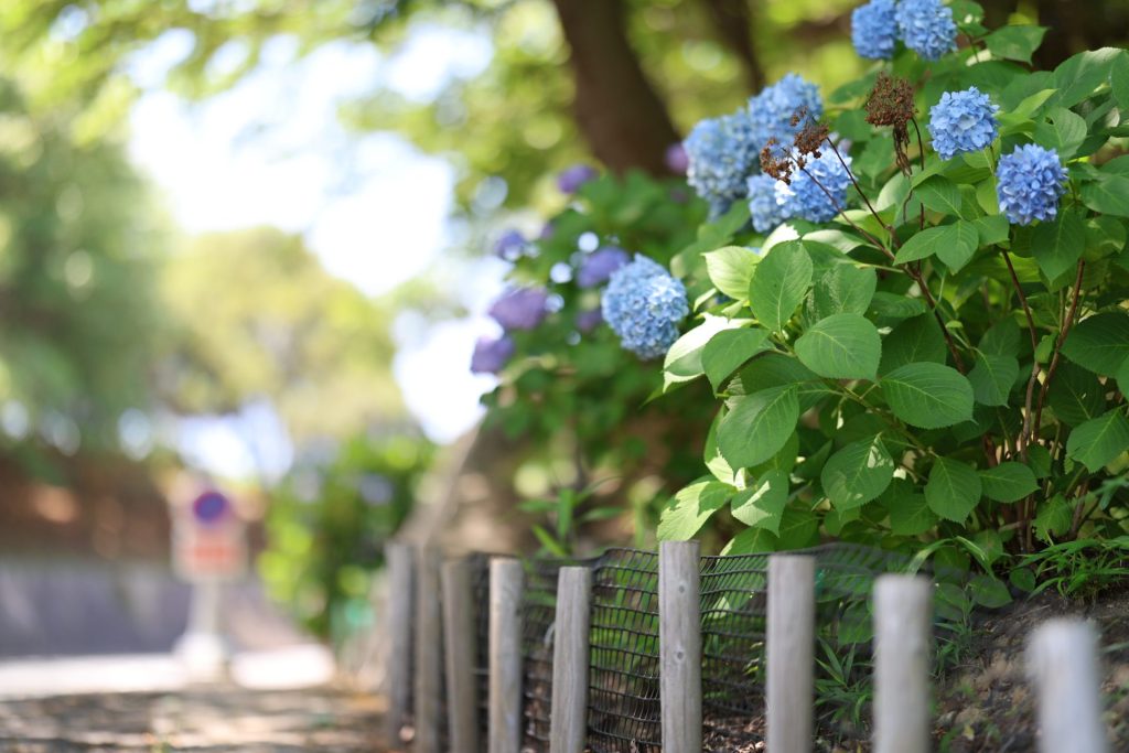 EOS R6 MarkⅡ