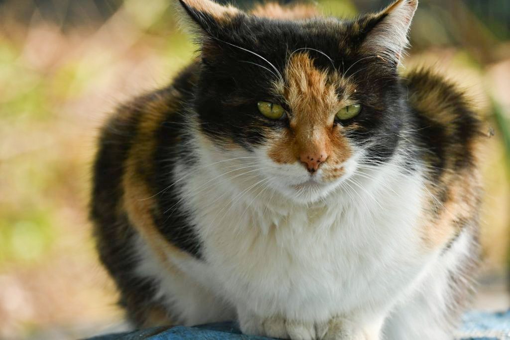 Z50で撮影した猫