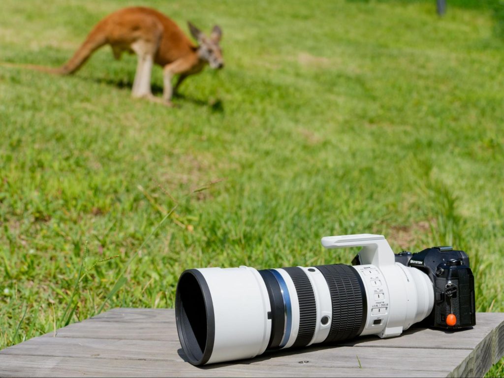 【レビュー】OM SYSTEM M.ZUIKO DIGITAL ED 50-200mm F2.8 IS PRO|軽い!唯一無二の100-400mm相当F2.8ズームレンズ