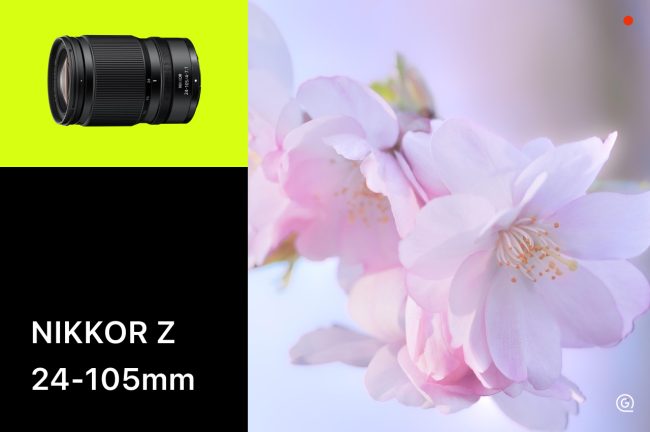 NIKKOR Z 24-105mm f/4-7.1と24-120mm f/4 Sを比較！軽量×ハーフマクロvs高描写どちらを選ぶ？