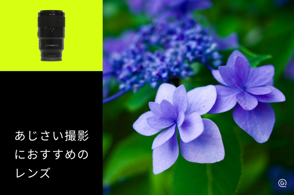 紫陽花(あじさい)撮影におすすめのレンズ10選!種類別の選び方も解説