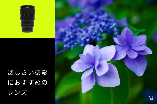 紫陽花（あじさい）撮影におすすめのレンズ10選！種類別の選び方も解説