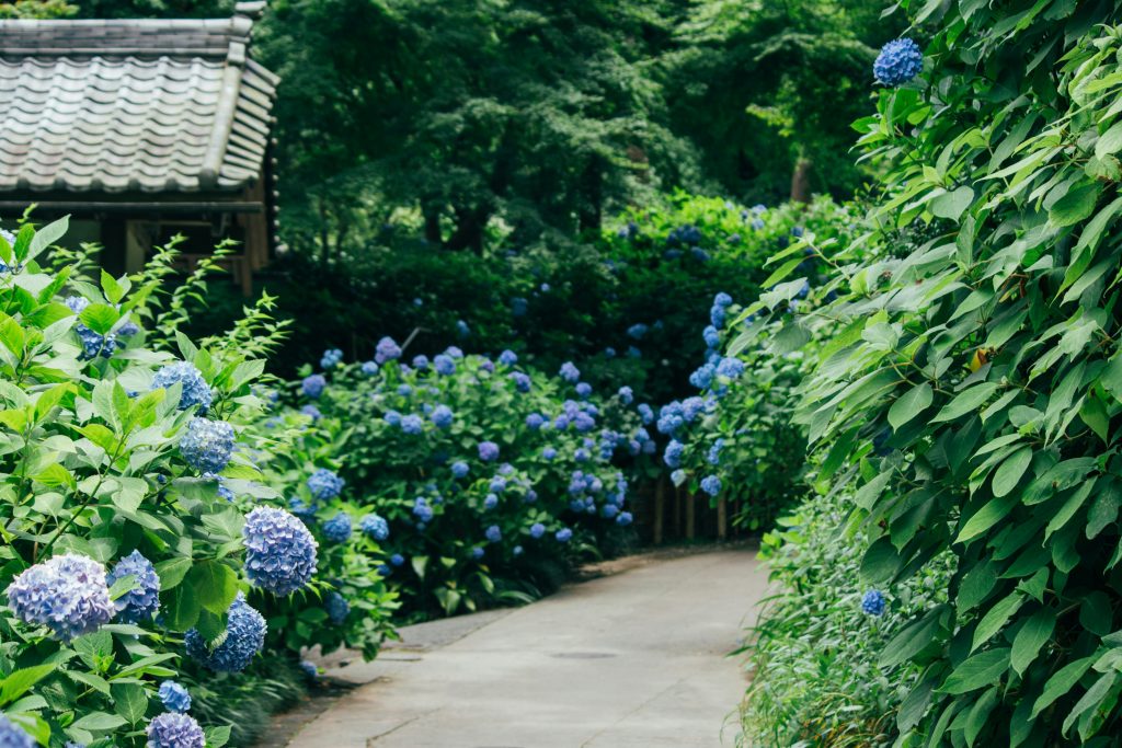 あじさい（紫陽花）撮影におすすめのレンズ10選！種類別の選び方も解説