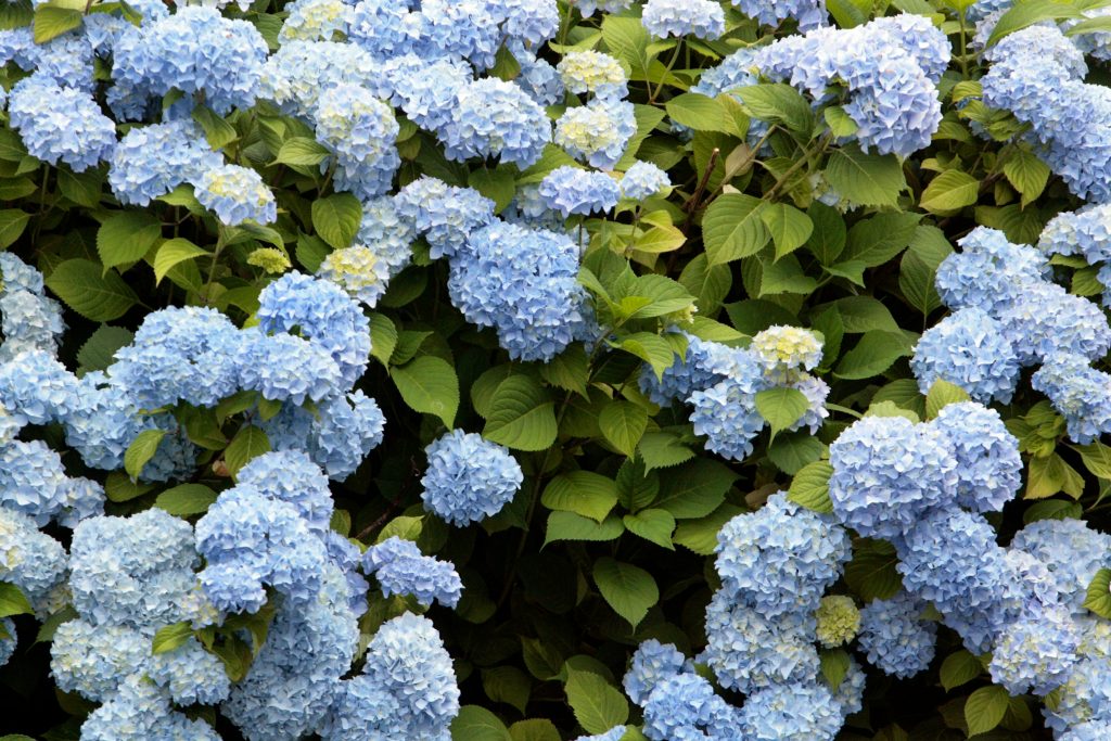あじさい（紫陽花）撮影におすすめのレンズ10選！種類別の選び方も解説