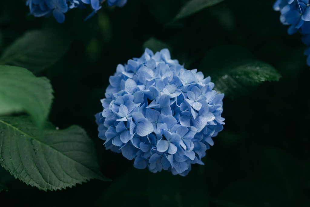 あじさい（紫陽花）撮影におすすめのレンズ10選！種類別の選び方も解説