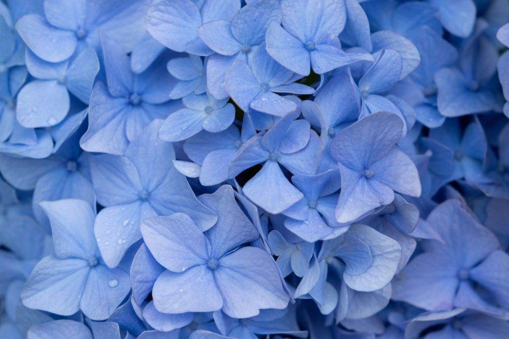 あじさい（紫陽花）撮影におすすめのレンズ10選！種類別の選び方も解説
