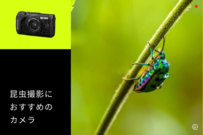 昆虫撮影におすすめのカメラ・コンデジ6選！機材の選び方も解説