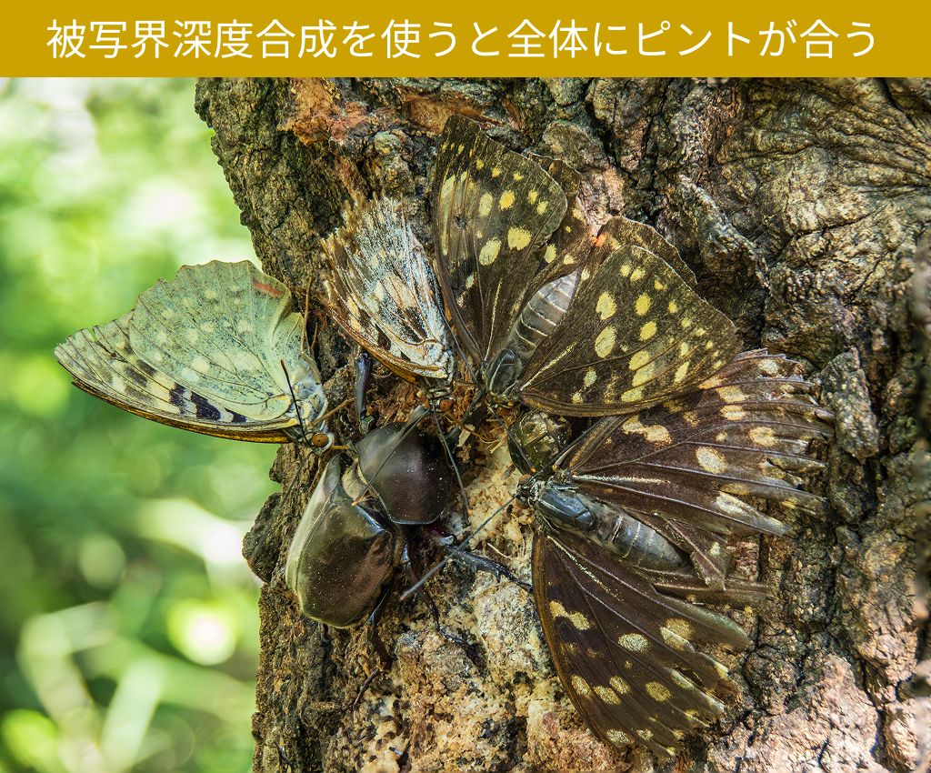 被写界深度合成